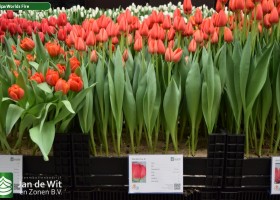 Tulipa Worlds Fire ® (1)